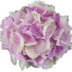 Hortensia Soft Pink Salsa (Hydrangea 'Music Collection') -Goedkope Tuin Sprankel Winkel soft pink salsa