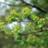 Spaanse Aak Als Leiboom (Acer Campestre) 2 Spaanse Aak Als Leiboom (Acer Campestre) -Goedkope Tuin Sprankel Winkel spaanse aak acer campestre 7 25b 3