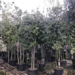 Steeneik Meerstammig (Quercus Ilex) -Goedkope Tuin Sprankel Winkel steeneikmeerstam01