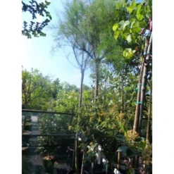 Tamarisk Als Boom (Tamarix Gallica) -Goedkope Tuin Sprankel Winkel tamarisk tamarix gallica 32085999 ccb