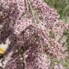 Tamarisk Als Boom (Tamarix Gallica) -Goedkope Tuin Sprankel Winkel tamarix gallica