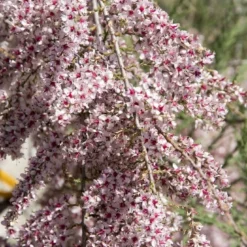 Tamarisk Als Boom (Tamarix Gallica)