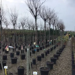 Tamarisk Als Boom (Tamarix Gallica) -Goedkope Tuin Sprankel Winkel tamarixgallica01