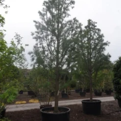 Moerascipres (Taxodium Distichum 'Nutans') -Goedkope Tuin Sprankel Winkel taxodium distichum nutans 400 500 c750