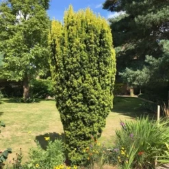 Gele Venijnboom (Taxus Baccata 'David') -Goedkope Tuin Sprankel Winkel taxus baccata david