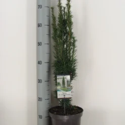 Zuiltaxus (Taxus Baccata 'Fastigiata Robusta') -Goedkope Tuin Sprankel Winkel taxus baccata fastigiata robusta c3 m