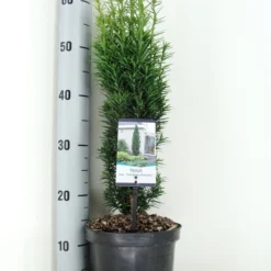Zuiltaxus (Taxus Baccata 'Fastigiata Robusta') -Goedkope Tuin Sprankel Winkel taxus baccata fastigiata robusta zomer c3 m