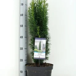 Zuiltaxus (Taxus Baccata 'Fastigiata Robusta') -Goedkope Tuin Sprankel Winkel taxus baccata fastigiata robusta zomer c5 m