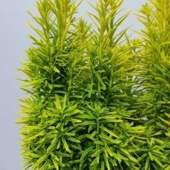 Gele Venijnboom (Taxus Baccata 'David') -Goedkope Tuin Sprankel Winkel taxusdavid02
