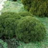 Thuja (Thuja Occidentalis 'Tiny Tim') -Goedkope Tuin Sprankel Winkel thottim 1