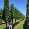 Haagconifeer Op Stam (Thuja Plicata 'Excelsa') -Goedkope Tuin Sprankel Winkel thuja 30 40 2 1