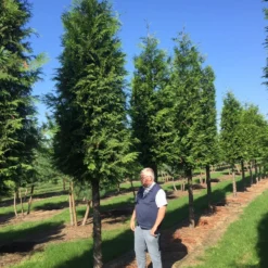 Haagconifeer Op Stam (Thuja Plicata 'Excelsa') -Goedkope Tuin Sprankel Winkel thuja 3035 2