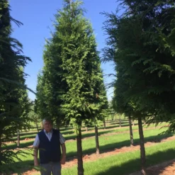 Haagconifeer Op Stam (Thuja Plicata 'Excelsa') -Goedkope Tuin Sprankel Winkel thuja 3540 1
