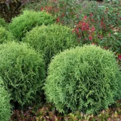 Levensboom (Thuja Occidentalis 'Little Giant') -Goedkope Tuin Sprankel Winkel thuja occidentalis little giant