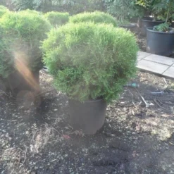 Thuja (Thuja Occidentalis 'Tiny Tim') -Goedkope Tuin Sprankel Winkel thuja occidentalis tiny tim 50 60 80 c25
