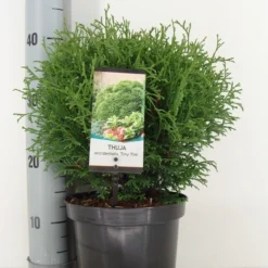 Thuja (Thuja Occidentalis 'Tiny Tim') -Goedkope Tuin Sprankel Winkel thuja occidentalis tiny tim zomer c3