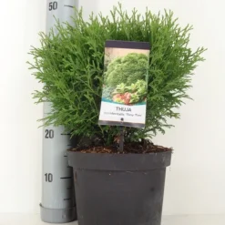 Thuja (Thuja Occidentalis 'Tiny Tim') -Goedkope Tuin Sprankel Winkel thuja occidentalis tiny tim zomer c5 m