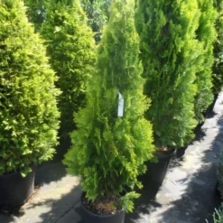 Levensboom (Thuja Orientalis 'Pyramidalis Aurea') -Goedkope Tuin Sprankel Winkel thuja platycladus orientalis pyramidalis aurea 125 150