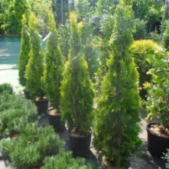Levensboom (Thuja Orientalis 'Pyramidalis Aurea') -Goedkope Tuin Sprankel Winkel thuja platycladus orientalis pyramidalis aurea 150 175