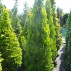 Levensboom (Thuja Orientalis 'Pyramidalis Aurea') -Goedkope Tuin Sprankel Winkel thuja platycladus orientalis pyramidalis aurea 175 200 250