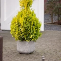 Levensboom (Thuja Plicata '4ever Goldy') -Goedkope Tuin Sprankel Winkel thuja plicata 4ever goldy pbr