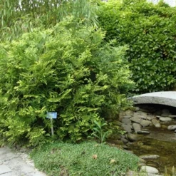 Thujopsis (Thujopsis Dolabrata) -Goedkope Tuin Sprankel Winkel thujopsis dolabrata