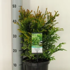 Thujopsis (Thujopsis Dolabrata) -Goedkope Tuin Sprankel Winkel thujopsis dolobrata winter c3 m
