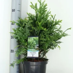 Thujopsis (Thujopsis Dolabrata) -Goedkope Tuin Sprankel Winkel thujopsis dolobrata zomer c3 m