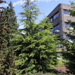 Westelijke Hemlockspar (Tsuga Heterophylla) -Goedkope Tuin Sprankel Winkel tsuga heterophylla