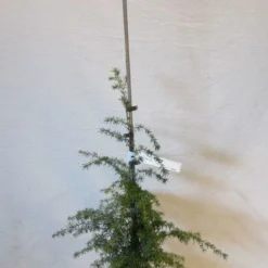 Westelijke Hemlockspar (Tsuga Heterophylla) -Goedkope Tuin Sprankel Winkel tsugaheterophylla060