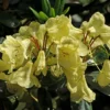Rhododendron (Rhododendron 'Goldinetta') -Goedkope Tuin Sprankel Winkel vaem03020