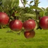 Lei-Appel (Malus Domestica 'Ingrid Marie') -Goedkope Tuin Sprankel Winkel vima04441 1
