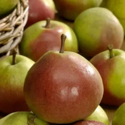 Goedkope Tuin Sprankel Winkel -Goedkope Tuin Sprankel Winkel vima04594