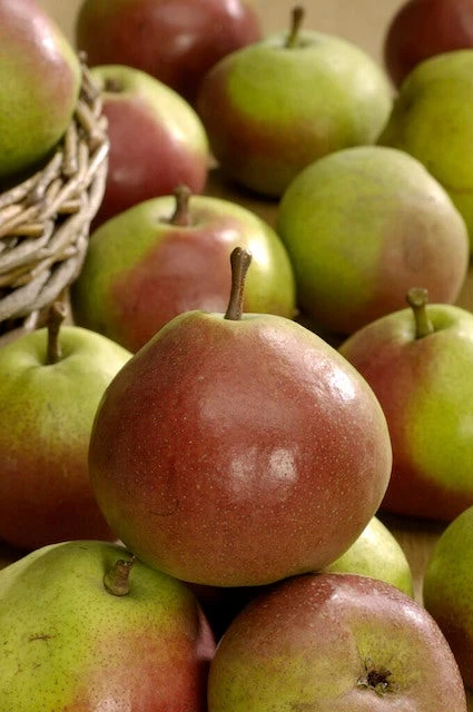 Perenboom (Pyrus Communis 'Zoete Brederode') 4 Perenboom (Pyrus Communis 'Zoete Brederode') - Afbeelding 2