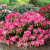 Dwergrhododendron (Rhododendron 'Morgenrot')