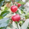 Lei-Appel Malus Domestica 'Katja' -Goedkope Tuin Sprankel Winkel visi153078 1