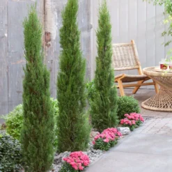 Italiaanse Cypres (Cupressus Sempervirens 'Stricta') -Goedkope Tuin Sprankel Winkel visi198162 1