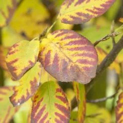 Dwerg Krentenboompje (Amelanchier Spicata) -Goedkope Tuin Sprankel Winkel visi48397