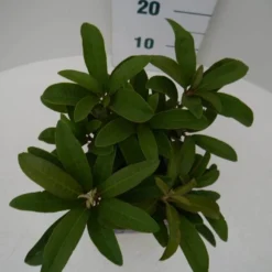 Rhododendron (Rhododendron 'Wilgen's Ruby') -Goedkope Tuin Sprankel Winkel wilgens ruby c2 boven