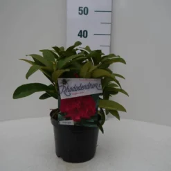 Rhododendron (Rhododendron 'Wilgen's Ruby') -Goedkope Tuin Sprankel Winkel wilgens ruby c2 voor
