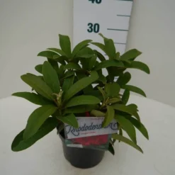 Rhododendron (Rhododendron 'Wilgen's Ruby') -Goedkope Tuin Sprankel Winkel wilgens ruby c2 zij