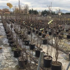 Beverboom (Magnolia Denudata) 7 Beverboom (Magnolia Denudata) -Goedkope Tuin Sprankel Winkel yulan100cm