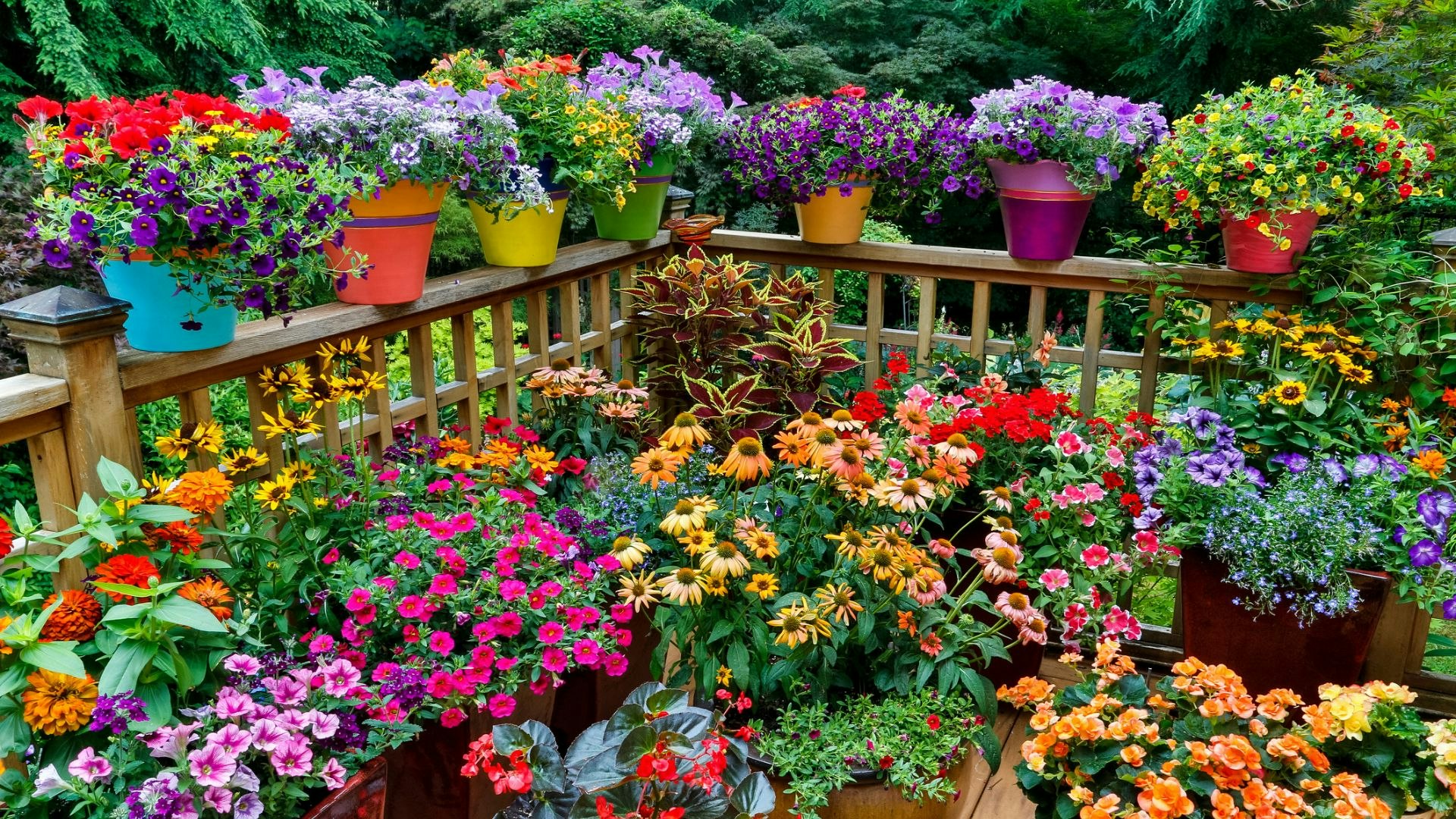 Goedkope Tuin Sprankel Winkel -Goedkope Tuin Sprankel Winkel Best flowering plants for pots