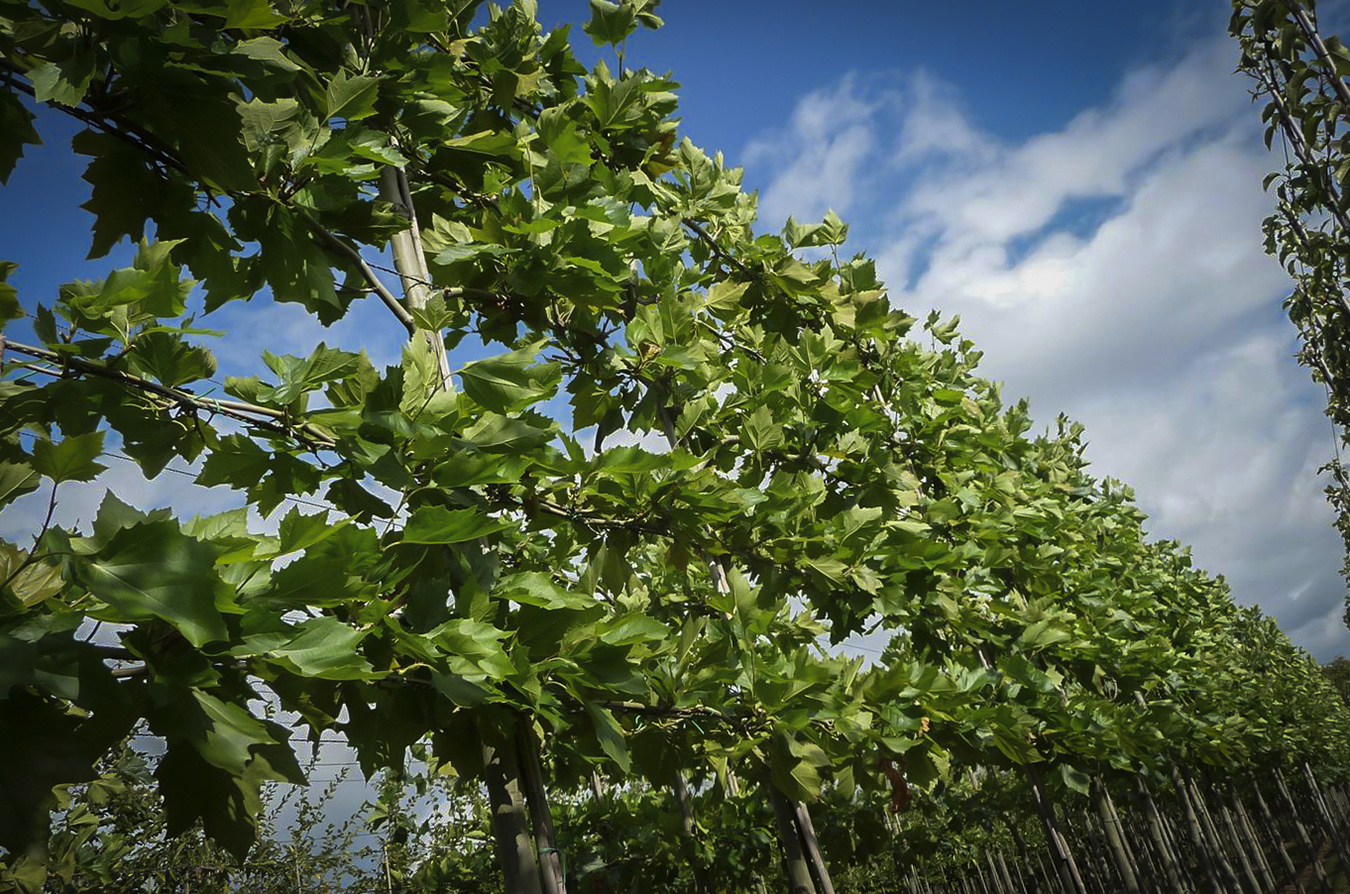 Goedkope Tuin Sprankel Winkel -Goedkope Tuin Sprankel Winkel Platanus leibomen2