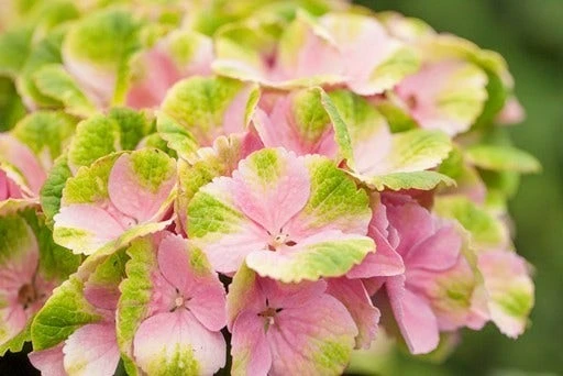 Goedkope Tuin Sprankel Winkel -Goedkope Tuin Sprankel Winkel hydrangea macr magical amethyst pink kopie
